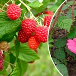 Малині перед цвітінням це вкрай потрібно: прості поради для щедрого врожаю