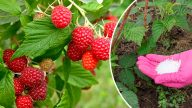 Малині перед цвітінням це вкрай потрібно: прості поради для щедрого врожаю