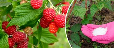 Малині перед цвітінням це вкрай потрібно: прості поради для щедрого врожаю