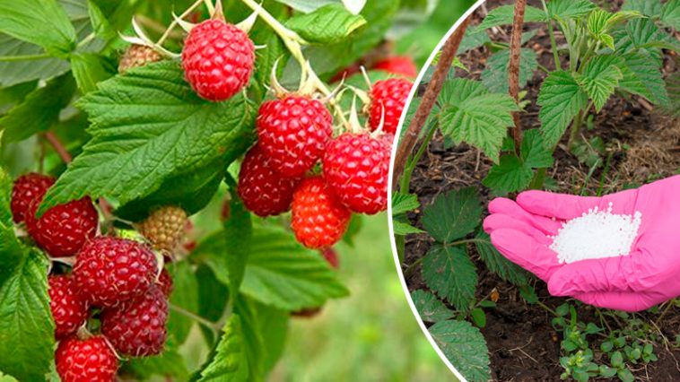 Малині перед цвітінням це вкрай потрібно: прості поради для щедрого врожаю