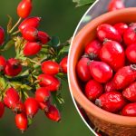 Шипшина: природна скарбниця для здоров’я