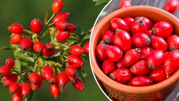 Шипшина: природна скарбниця для здоров’я