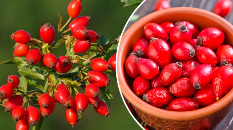 Шипшина: природна скарбниця для здоров’я