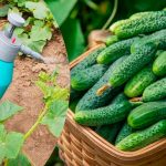 Молоко з йодом — природне підживлення для рясного врожаю огірків