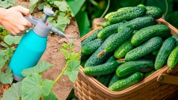 Молоко з йодом — природне підживлення для рясного врожаю огірків