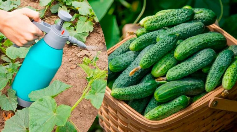 Молоко з йодом — природне підживлення для рясного врожаю огірків