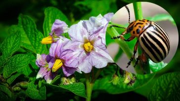 Одна рослина, яка захищає картоплю від колорадського жука: що варто посадити поруч