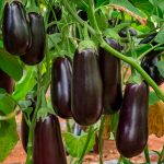 Чому баклажани стають гіркими: розповсюджені помилки, які псують урожай