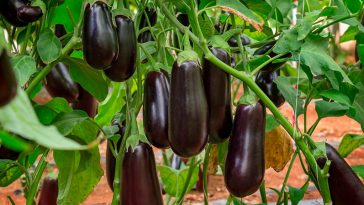 Чому баклажани стають гіркими: розповсюджені помилки, які псують урожай