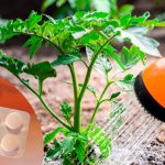 Полийте томати та перець розчином аспірину — ефект перевершить усі очікування навіть досвідчених городників