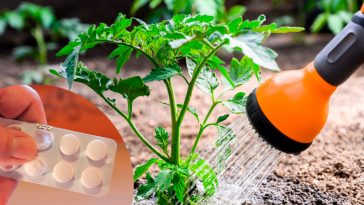 Полийте томати та перець розчином аспірину — ефект перевершить усі очікування навіть досвідчених городників