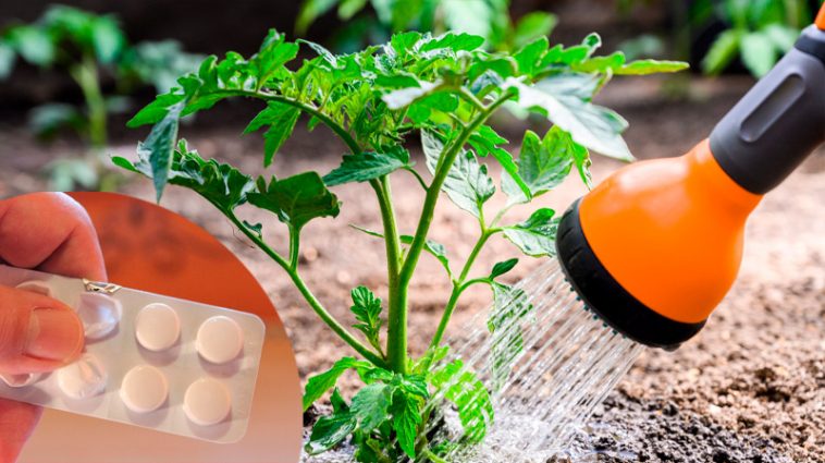 Полийте томати та перець розчином аспірину — ефект перевершить усі очікування навіть досвідчених городників