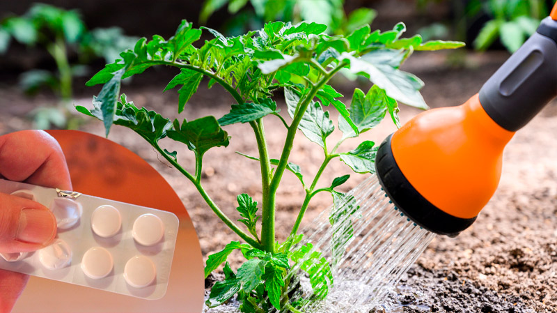 Полийте томати та перець розчином аспірину — ефект перевершить усі очікування навіть досвідчених городників