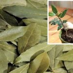 Навіщо класти лавровий лист у вазони з кімнатними квітами