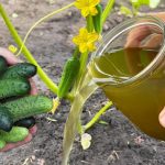 Збирайте огірки аж до осінніх заморозків – секрет у підживленні з трав!