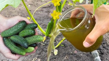Збирайте огірки аж до осінніх заморозків – секрет у підживленні з трав!