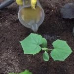 Перше підживлення огірків: листя не жовтіє, а зелена маса стрімко росте