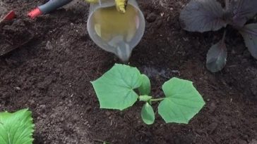 Перше підживлення огірків: листя не жовтіє, а зелена маса стрімко росте
