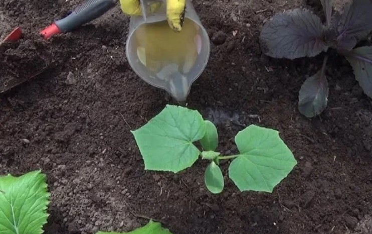 Перше підживлення огірків: листя не жовтіє, а зелена маса стрімко росте