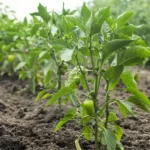 По два в одну лунку: чому перець найкраще садити саме так?