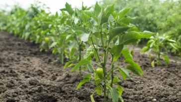 По два в одну лунку: чому перець найкраще садити саме так?