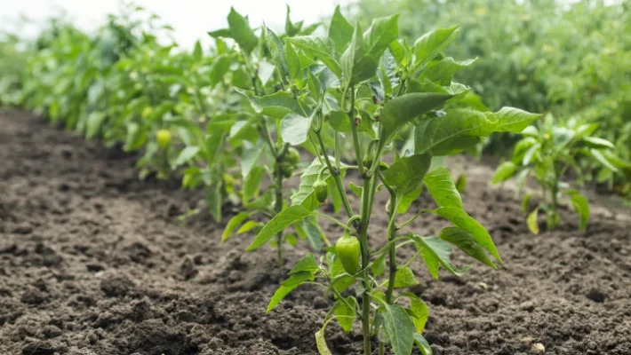 По два в одну лунку: чому перець найкраще садити саме так?