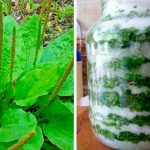Подорожник з медом або цукром – натуральні ліки на цілий рік! Рецепти, які справді працюють