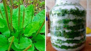 Подорожник з медом або цукром – натуральні ліки на цілий рік! Рецепти, які справді працюють