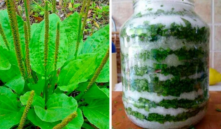 Подорожник з медом або цукром – натуральні ліки на цілий рік! Рецепти, які справді працюють