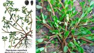 Портулак (Portulaca oleracea): суперфуд із городу - користь, застосування і де росте