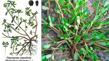 Портулак (Portulaca oleracea): суперфуд із городу - користь, застосування і де росте