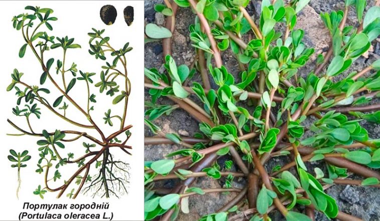 Портулак (Portulaca oleracea): суперфуд із городу - користь, застосування і де росте