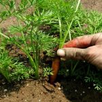 Як правильно проріджувати моркву та буряк, щоб отримати щедрий урожай