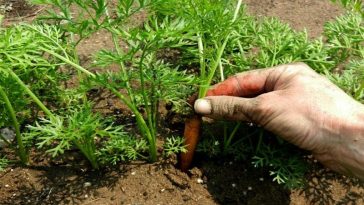 Як правильно проріджувати моркву та буряк, щоб отримати щедрий урожай