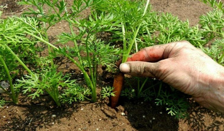 Як правильно проріджувати моркву та буряк, щоб отримати щедрий урожай