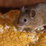 Надійний метод позбутися мишей у домі: втечуть, не оглядаючись