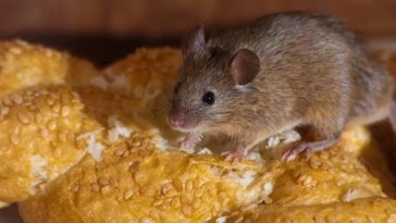 Надійний метод позбутися мишей у домі: втечуть, не оглядаючись