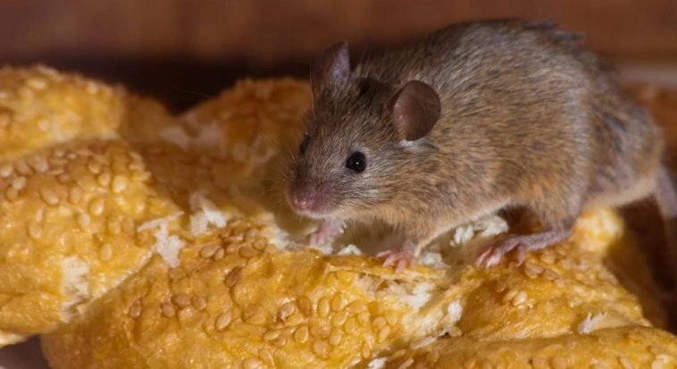 Надійний метод позбутися мишей у домі: втечуть, не оглядаючись