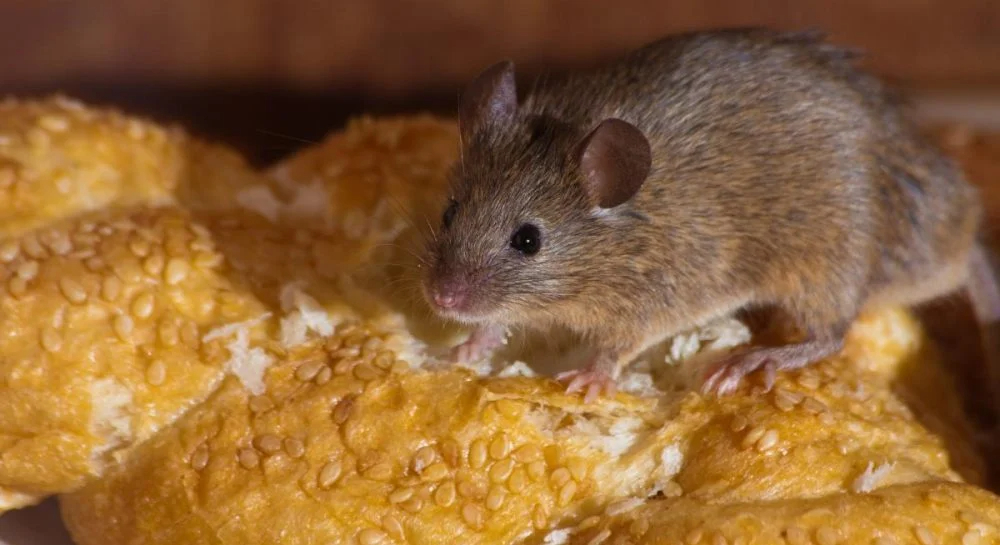 Надійний метод позбутися мишей у домі: втечуть, не оглядаючись