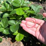 Канцелярські гумки і врожай полуниці: хитрість, що змінила все