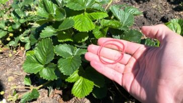 Канцелярські гумки і врожай полуниці: хитрість, що змінила все