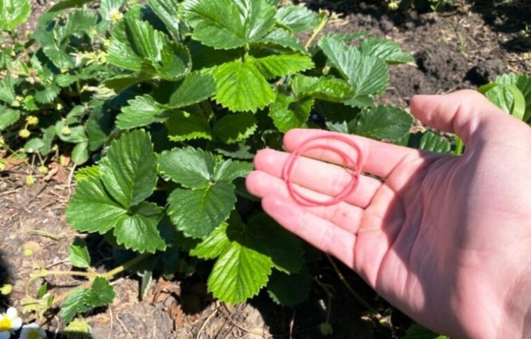 Канцелярські гумки і врожай полуниці: хитрість, що змінила все