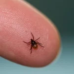 Як захистити себе від кліщів: 6 простих лайфхаків, що справді працюють