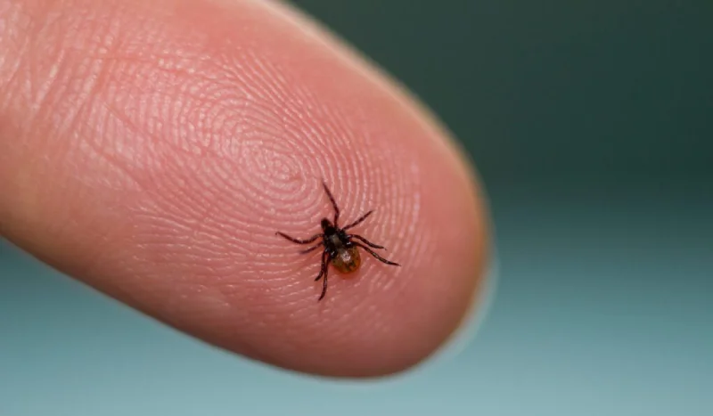 Як захистити себе від кліщів: 6 простих лайфхаків, що справді працюють