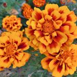 Чорнобривці — «золото Пресвятої Діви»: цвітуть до морозів і зцілюють організм