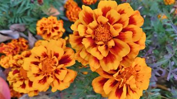 Чорнобривці — «золото Пресвятої Діви»: цвітуть до морозів і зцілюють організм