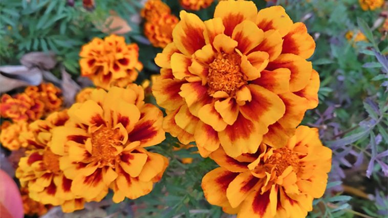 Чорнобривці — «золото Пресвятої Діви»: цвітуть до морозів і зцілюють організм