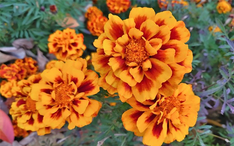 Чорнобривці — «золото Пресвятої Діви»: цвітуть до морозів і зцілюють організм