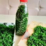 Свіжий кріп цілий рік: як зберегти ароматну зелень надовго