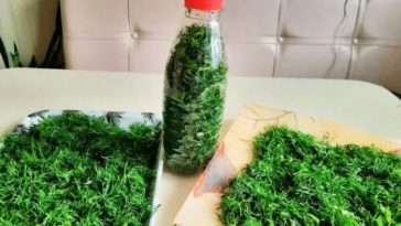 Свіжий кріп цілий рік: як зберегти ароматну зелень надовго